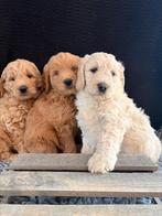 Prachtig nestje Goldendoodle/Labradoodle puppy’s te koop, Parvo, Overige rassen, 8 tot 15 weken, Meerdere