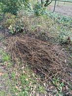 Gratis Wilgen twijgjes om te weven, Ophalen, Minder dan 10 meter