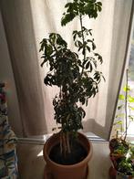 Plant, Ophalen, Overige soorten, Halfschaduw, In pot