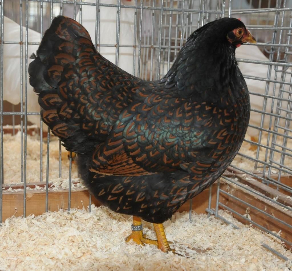 Barnevelder krielen, Dieren en Toebehoren, Pluimvee, Kip, Meerdere dieren