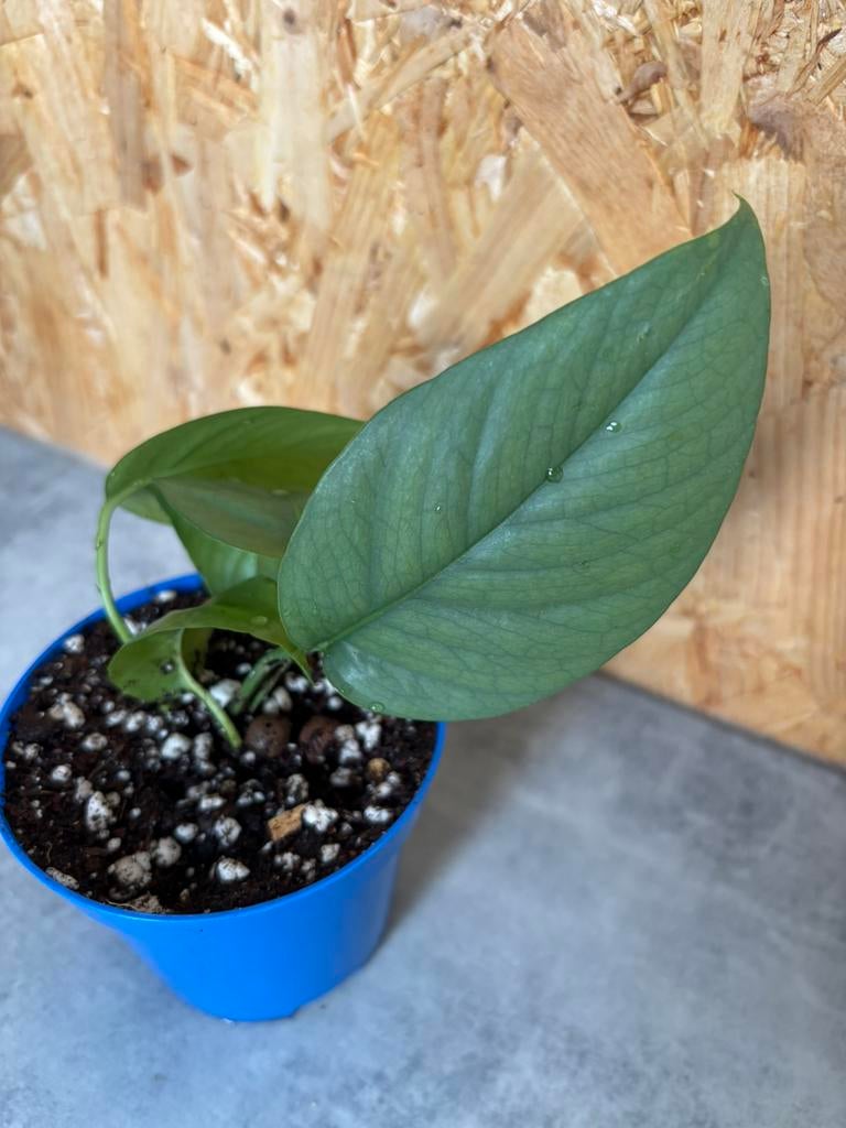 Epipremnum Pinnatum ‘Cebu Blue’, Groene kamerplant, Ophalen of Verzenden, Halfschaduw, Minder dan 100 cm