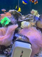 Vissen zee egels zeeslakken koralen en anemonen, Dieren en Toebehoren, Vis