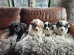 Australian Shepherd x Berner Sennen pups, Nederland, Meerdere, Meerdere dieren, Fokker | Professioneel