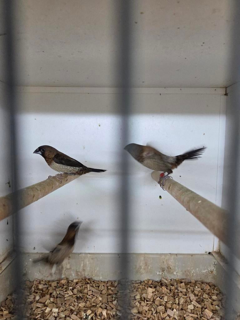 Japanse meeuwen, Meerdere dieren