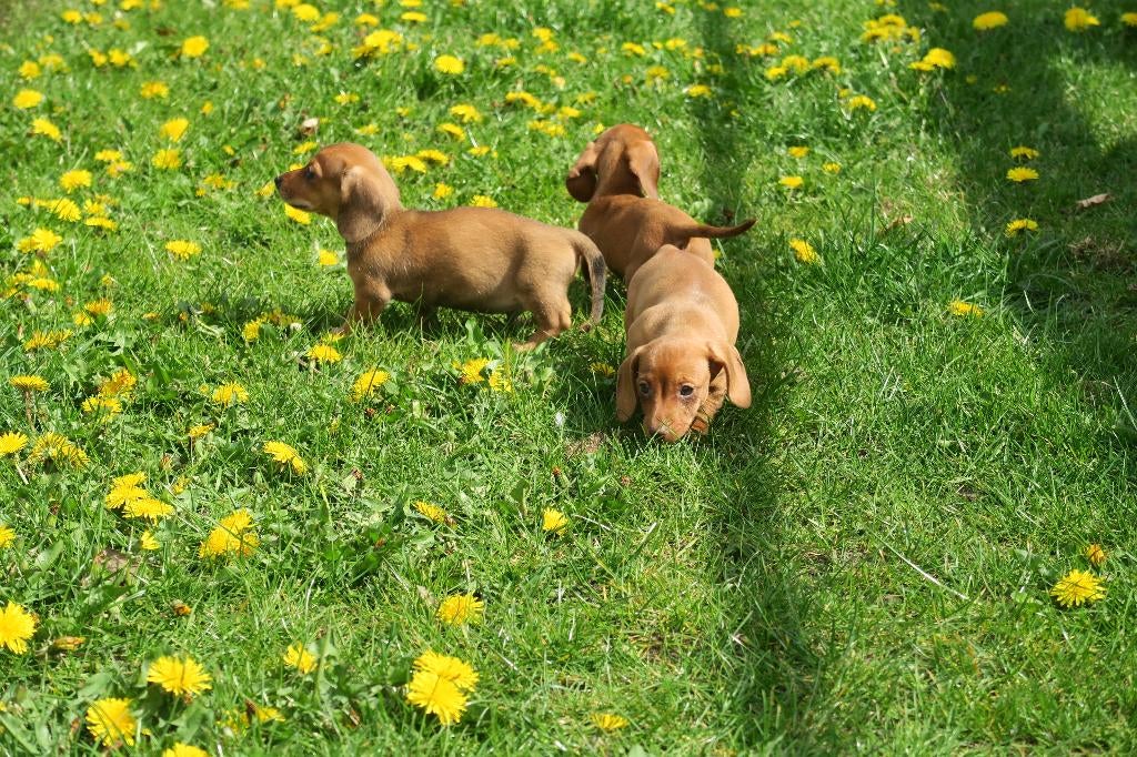 Knappe Korthaar dwerg Teckel pups, Dieren en Toebehoren, Parvo, Nederland, 8 tot 15 weken, Korthaar