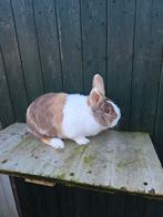 Hollander ram te koop, Dieren en Toebehoren, Mannelijk, Groot