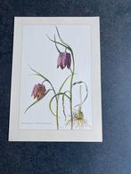 10 prenten bloemen/ planten 19x27 cm  samen 20 euro orchidee, Antiek en Kunst, Ophalen of Verzenden, Natuur en Biologie