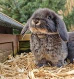 Nog 1 voedster - otter zwart NHD konijn, Dieren en Toebehoren, Konijnen, Vrouwelijk, Dwerg, Hangoor, 0 tot 2 jaar