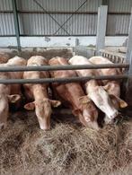 Makke Blonde d'Aquitaine onthoornde dekstieren en pinken, Meerdere dieren, 0 tot 2 jaar