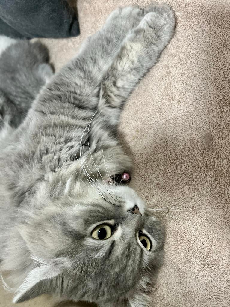 Een schattige grijze kat met lang haar., Poes