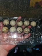 Broedeieren japanse (jumbo) kwartel, Dieren en Toebehoren, Pluimvee, Meerdere dieren, Overige soorten