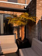 Mooie palmboom (zonder pot), Volle zon, Vaste plant, Bloeit niet, Ophalen