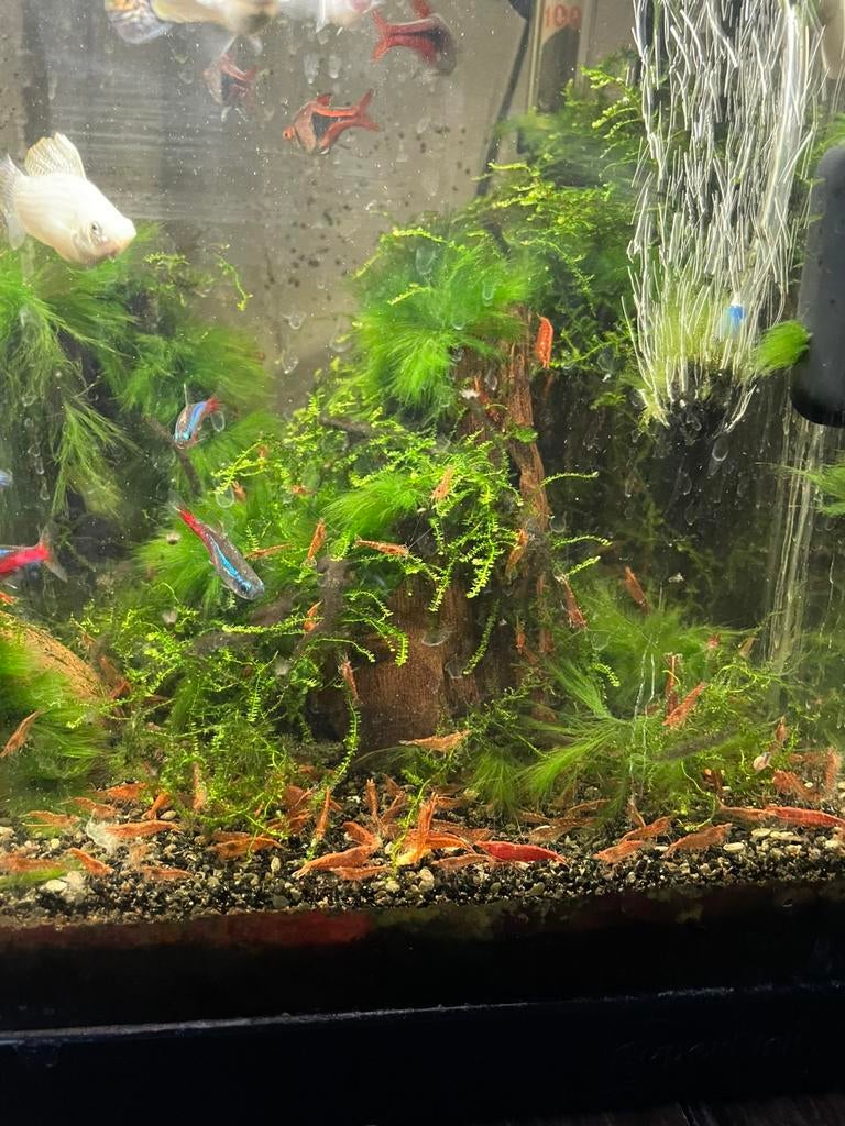 Garnalen, Dieren en Toebehoren, Vissen | Aquariumvissen, Kreeft, Krab of Garnaal