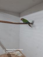 Pyrrhura roseifrons, Dieren en Toebehoren, Meerdere dieren, Parkiet