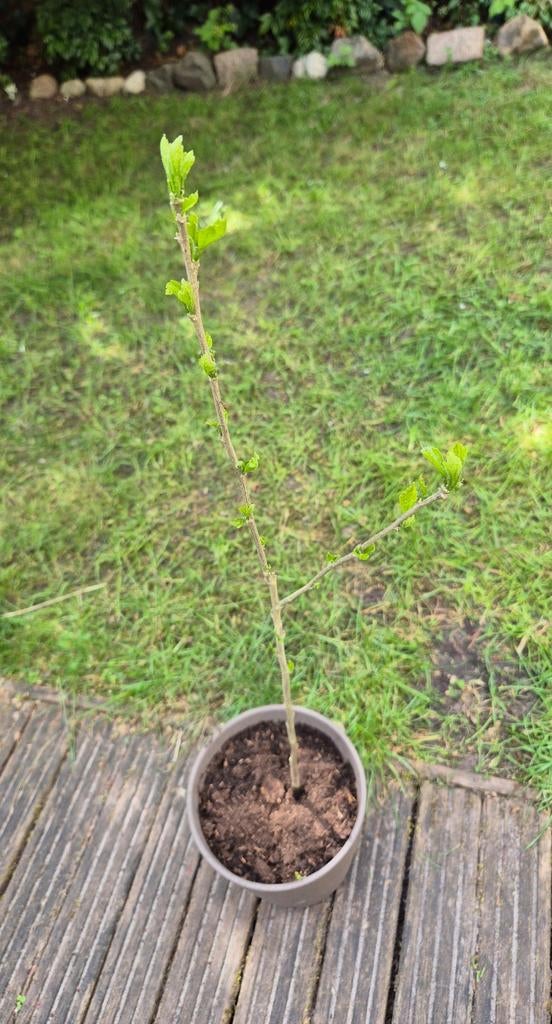 Hibiscus zaailingen, Ophalen, Overige soorten, Struik, 250 cm of meer
