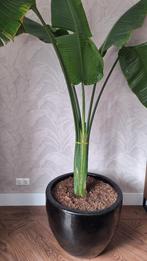 Set van 3 plantenpotten zwart gelakte buitenkant, Ophalen, Gebruikt, 40 cm of meer, Rond