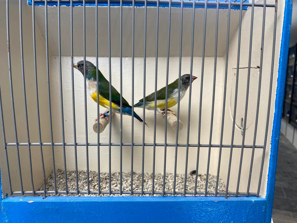 Koppels Gould Amadines, Dieren en Toebehoren, Meerdere dieren