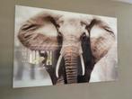 Glazen schilderij - Olifant, Ophalen, 50 tot 75 cm, Zo goed als nieuw, Schilderij