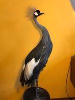 opgezette kroonkraanvogel, Ophalen, Gebruikt, Vogel, Opgezet dier