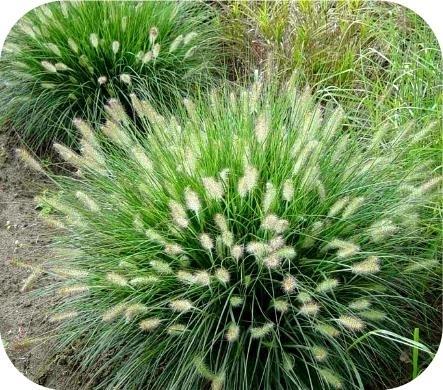 Lampenpoetsersgras Pennisetum Hameln, Tuin en Terras, Planten | Tuinplanten, Ophalen of Verzenden, Vaste plant