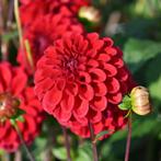 RED FOX DAHLIA KNOLLEN TE KOOP 0,30 cent p.s., Ophalen, Volle zon, Knol