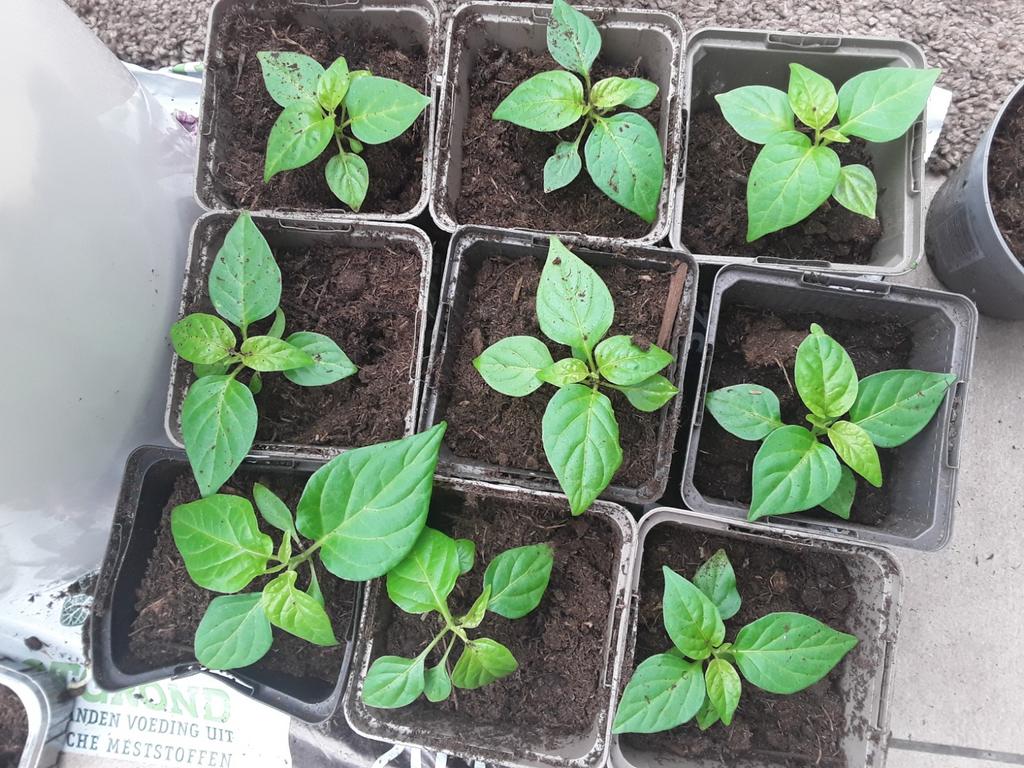 Moestuinplantjes peperplantjes peper madame Jeannette peper, Tuin en Terras, Planten | Tuinplanten, Ophalen, Eenjarig, Groenteplanten