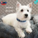 Westy, West Highland White Terrier - pups te koop, Dieren en Toebehoren, Honden | Jack Russells en Terriërs, 15 weken tot 1 jaar