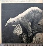 Artis 1956; ijsberen zijn prima zwemmers, Verzenden, 1940 tot 1960, Gebruikt, Dier