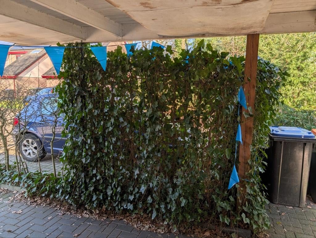 Klimop, hedera op metalen raster 160x200cm, Ophalen, Hout, Minder dan 3 meter, 1 tot 2 meter