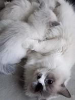 Ragdoll kittens uit geteste ouders, Dieren en Toebehoren, Katten en Kittens | Overige Katten, Langharig, 0 tot 2 jaar