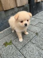 Chihuahua teefje, 8 tot 15 weken, Teef, Eén hond, Chihuahua