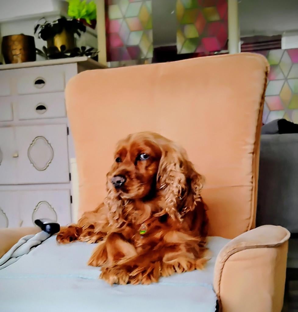 Uitlater  lala. 17.50  per 5 dagen 1keer per dag in