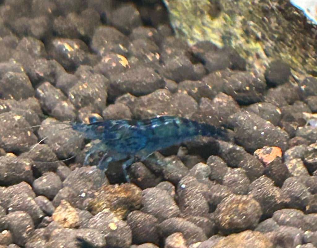 Blue Dream garnalen, Kreeft, Krab of Garnaal