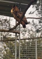 Europese oehoe man, Mannelijk, Roofvogel, Geringd