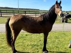 2 jarige pony, Dieren en Toebehoren, Pony's, Merrie
