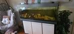 Aquarium 450liter 50 diep x160 breed x55 hoog 
Met kast 150c, Dieren en Toebehoren, Vissen | Aquaria en Toebehoren, Ophalen, Gebruikt