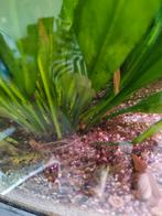 Posthoornslakken, Dieren en Toebehoren, Ophalen, Sierelement