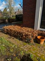 Beukenhaag - ruim 12 meter, 50 cm hoog, Tuin en Terras, Planten | Struiken en Hagen, Ophalen, Beukenhaag, Haag, Minder dan 100 cm