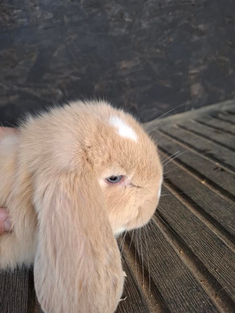 Franse hangoor, Dieren en Toebehoren, Overige Dieren, Maart, Meerdere dieren