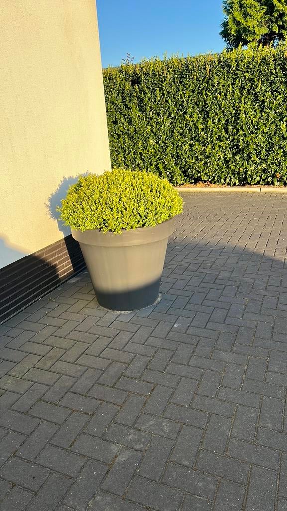 2 grote buxus planten, Tuin en Terras, Ophalen, Vaste plant