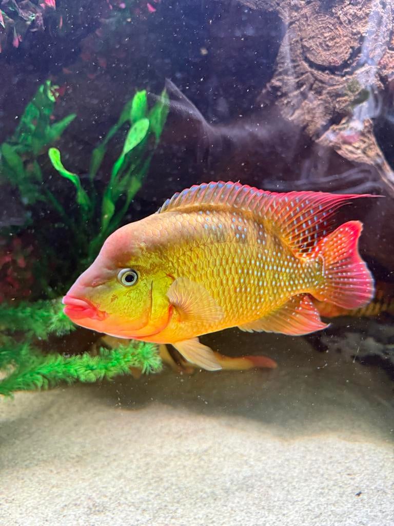 Koppel red terrors Cichlasoma festae, Dieren en Toebehoren, Vis, Zoetwatervis