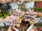 Pachyphytum Baby Finger/pot 9cm/vetplant/succulent, Ophalen of Verzenden, Halfschaduw, Minder dan 100 cm