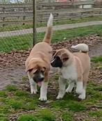 American Akita 2 broertjes, Dieren en Toebehoren, Honden | Poolhonden, Keeshonden en Oertypen, 15 weken tot 1 jaar, Parvo, Eén hond