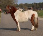 Te koop 7 super knappe shetlander en een Friese merrie, Ruin, A pony (tot 1.17m), Recreatiepony, Gechipt