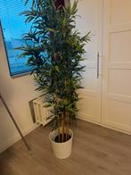 Kunst plant, Ophalen, Gebruikt, Binnen