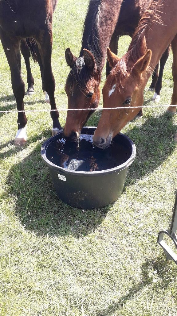 Gezocht: Weide Weiland zonder faciliteiten, Weidegang, 2 of 3 paarden of pony's