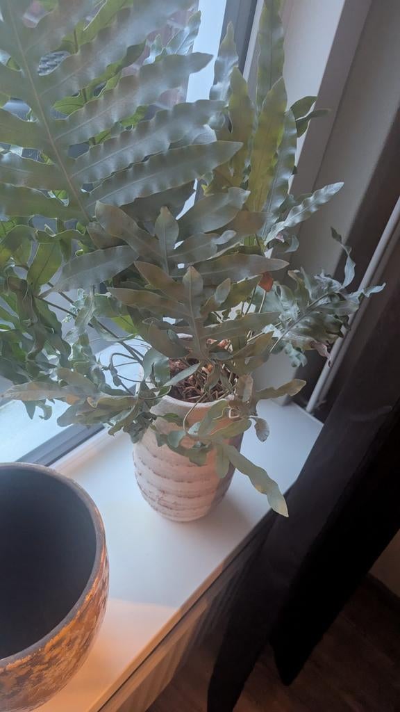 Twee kamerplanten met pot, bijna 9 jaar oud, Huis en Inrichting, Kamerplanten, Ophalen, Overige soorten, In pot, Minder dan 100 cm