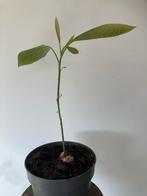 Jonge Avocado Plant, Ophalen, Volle zon, Vaste plant, Bloeit niet