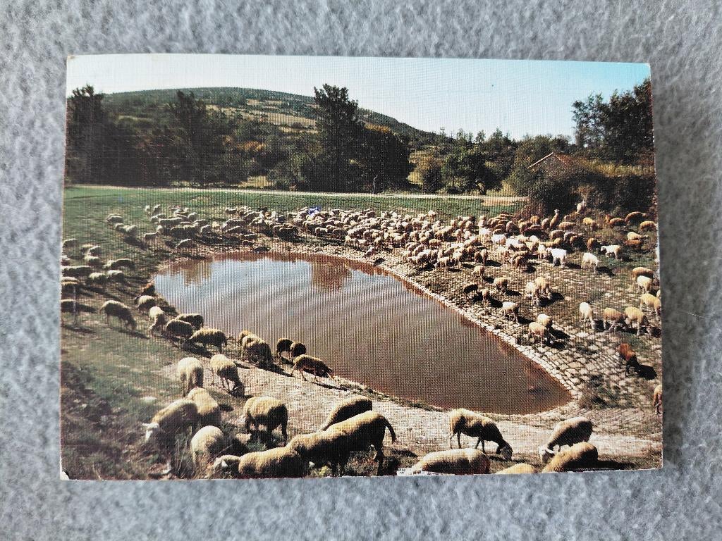 kudde schapen, Lavogne, Frankrijk, gelopen, 1981, Verzenden, 1980 tot heden, Gelopen, Overige soorten