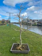 Ginkgo bonsai, Bloeit niet, Halfschaduw, Overige soorten, Minder dan 100 cm